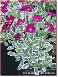 Attēlu rezultāti vaicājumam “Aubrieta deltoidea flower”