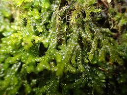 Attēlu rezultāti vaicājumam “Porella platyphylla macro”