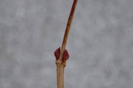 Attēlu rezultāti vaicājumam “Viburnum opulus bud”