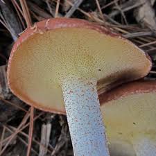 Attēlu rezultāti vaicājumam “Suillus granulatus”