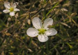 Attēlu rezultāti vaicājumam “Sagina nodosa leaf”