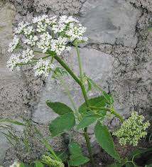 Attēlu rezultāti vaicājumam “Aegopodium podagraria flower”