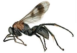 Attēlu rezultāti vaicājumam “Pompilidae”