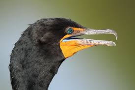 Image result for Phalacrocorax auritus