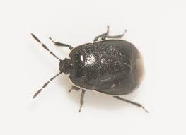 Attēlu rezultāti vaicājumam “Adomerus biguttatus”