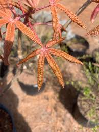 Attēlu rezultāti vaicājumam “Aesculus x neglecta”