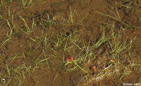 Attēlu rezultāti vaicājumam “Isoetes echinospora leaf”