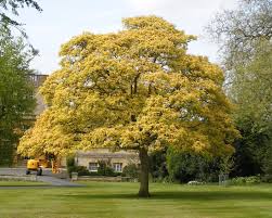 Attēlu rezultāti vaicājumam “Acer pseudoplatanus”
