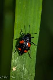 Attēlu rezultāti vaicājumam “Scaphidium quadrimaculatum”