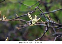 Attēlu rezultāti vaicājumam “Viburnum opulus bud”
