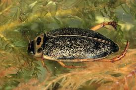 Attēlu rezultāti vaicājumam “Rhantus frontalis”