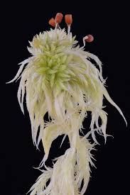 Attēlu rezultāti vaicājumam “Sphagnum cuspidatum”