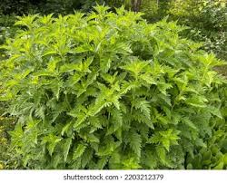 Attēlu rezultāti vaicājumam “Lycopus europaeus”