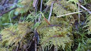 Attēlu rezultāti vaicājumam “Hylocomium splendens sporophyte”