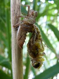 Attēlu rezultāti vaicājumam “exuvia”