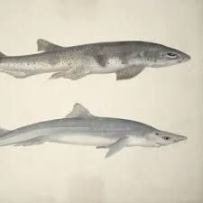 Image result for Squalus acanthias