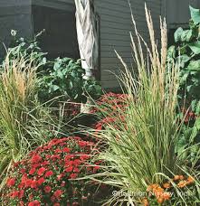 Attēlu rezultāti vaicājumam “Calamagrostis canescens leaf”