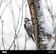 Attēlu rezultāti vaicājumam “Dendrocopos leucotos female”