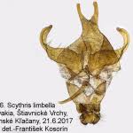 Attēlu rezultāti vaicājumam “Scythris limbella”