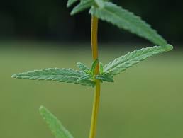 Attēlu rezultāti vaicājumam “Rhinanthus serotinus leaf”