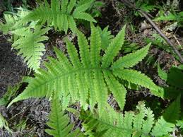 Attēlu rezultāti vaicājumam “Phegopteris connectilis”