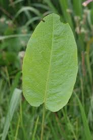 Attēlu rezultāti vaicājumam “Rumex crispus leaf”