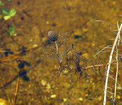 Attēlu rezultāti vaicājumam “Utricularia vulgaris”