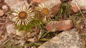 Attēlu rezultāti vaicājumam “Carlina vulgaris”