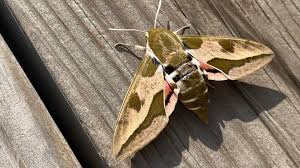 Image result for hawk moth