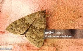 Attēlu rezultāti vaicājumam “Catocala nupta”