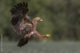 Attēlu rezultāti vaicājumam “Aquila pomarina”