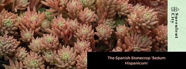 Attēlu rezultāti vaicājumam “Sedum hispanicum”