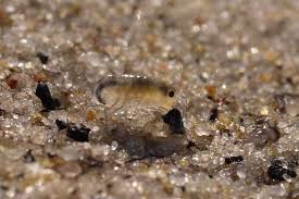 Attēlu rezultāti vaicājumam “Talitrus saltator”