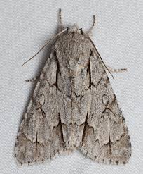 Attēlu rezultāti vaicājumam “Acronicta cuspis”