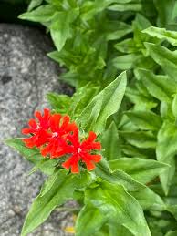 Attēlu rezultāti vaicājumam “Silene chalcedonica flower”