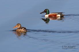 Attēlu rezultāti vaicājumam “Anas clypeata male”