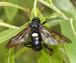 Attēlu rezultāti vaicājumam “Cimbicidae”