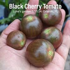Afbeeldingsresultaat voor black cherry tomato