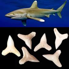 Image result for Carcharhinus