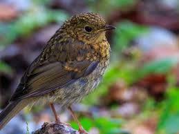 Attēlu rezultāti vaicājumam “Erithacus rubecula”