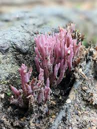 Attēlu rezultāti vaicājumam “Clavaria zollingeri”