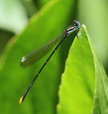 Attēlu rezultāti vaicājumam “Platycnemis pennipes female”