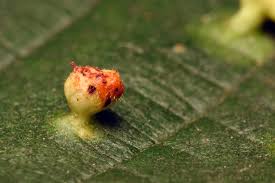 Attēlu rezultāti vaicājumam “Eriophyes laevis”