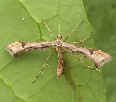 Attēlu rezultāti vaicājumam “Platyptilia gonodactyla”