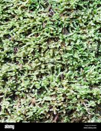 Attēlu rezultāti vaicājumam “Hypnum cupressiforme”