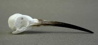 Attēlu rezultāti vaicājumam “Upupa epops”