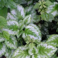 Attēlu rezultāti vaicājumam “Lamiastrum galeobdolon leaf”