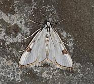 Attēlu rezultāti vaicājumam “Nymphula nitidulata”