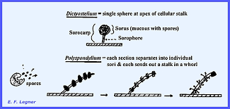 Attēlu rezultāti vaicājumam “Physarum penetrale spores”