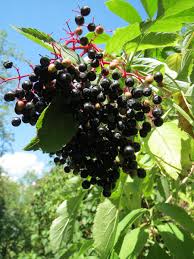 Attēlu rezultāti vaicājumam “Sambucus nigra fruit”
